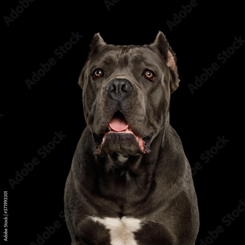 Portrait of Cane Corso Dog, Studio shot on Isolated black background