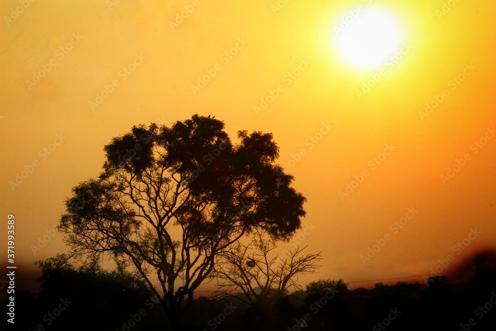 Beautiful tree in backlit photography during the evening in dramatic sky background