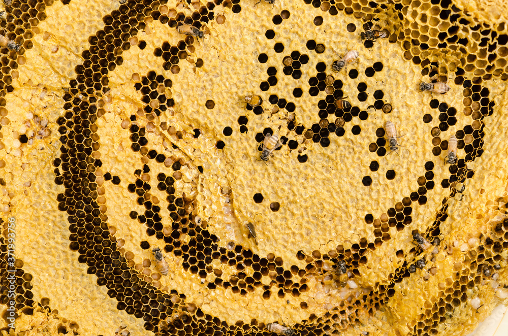 closeup of bees on honeycomb. closeup of bees on honeycomb.