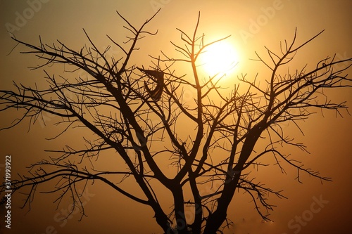 Beautiful tree in backlit photography during the evening in dramatic sky background © B.Rath Photography