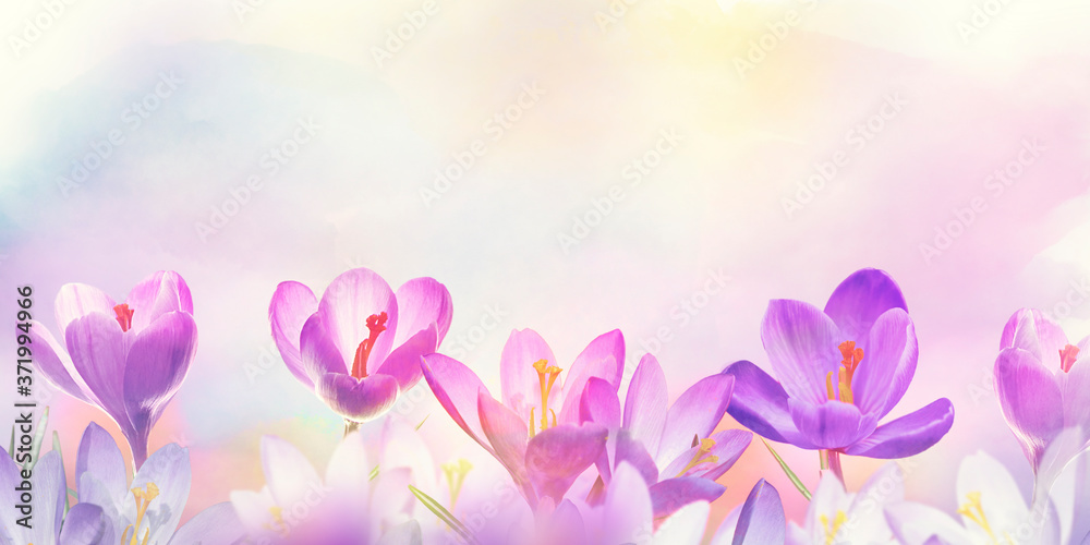 crocus flowers, floral background