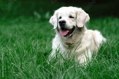 Golden retriever puppy on grass.