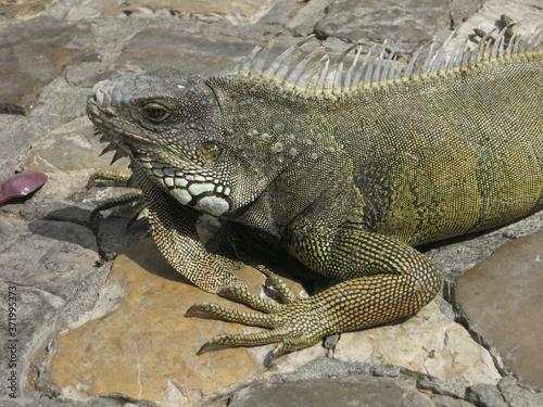 Iguana