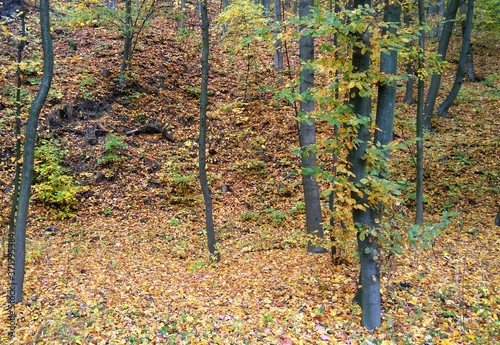 autumn in forest