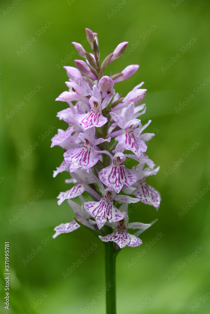 Fototapeta premium ORCHIDEE DES MARAIS VERS UBINE