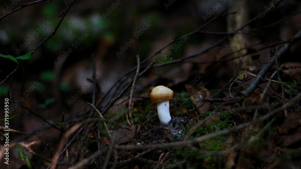 mushroom in the forest mushroom in the forest