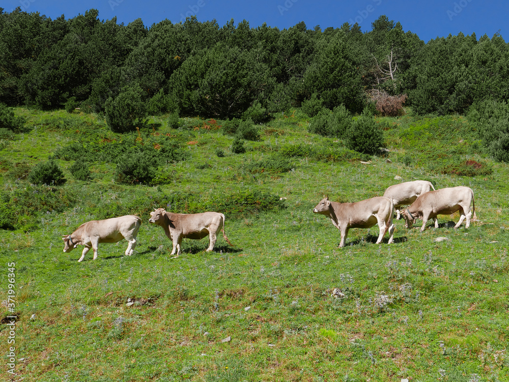 herd of brown cows in a Pyrenees Alpine meadow and with beautiful mountains landscape with pasture
herd of brown cows in a Pyrenees Alpine meadow and with beautiful mountains landscape with pasture