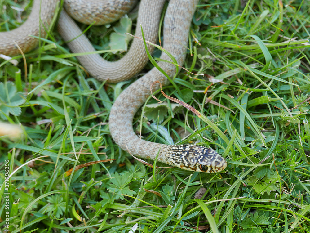 Fototapeta premium closeup photography of the snake Hierophis viridiflavus, the green whip snake or western whip snake ,pyrenees catalonia Spain. 