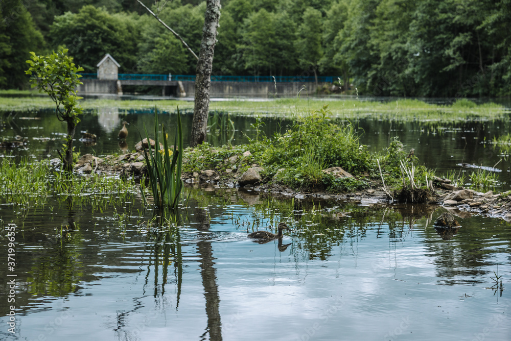 The duks in the Baleur pond in Belgium