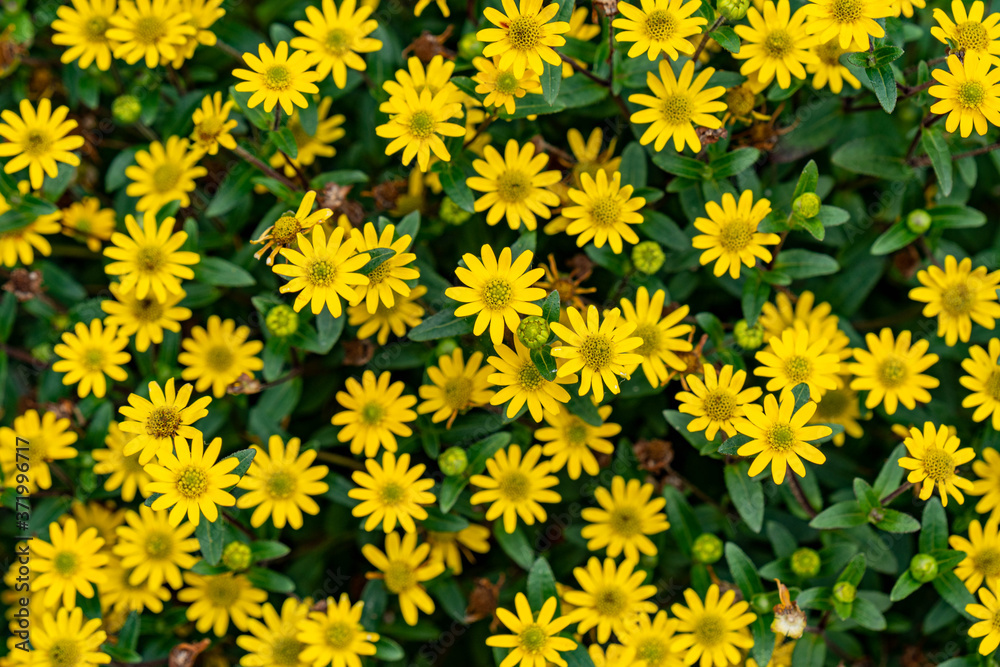 top view of yellow flowers background top view of yellow flowers background
