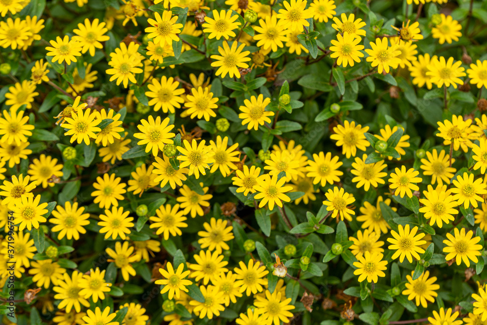 top view of yellow flowers in the garden top view of yellow flowers in the garden