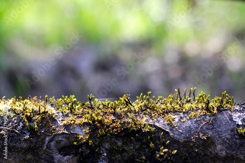 moss on tree © Tania