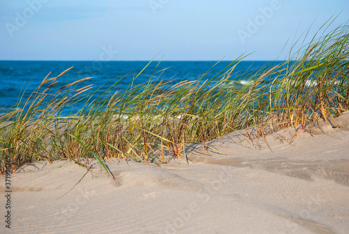 wild grasses growing on coastal sand dunes by the sea