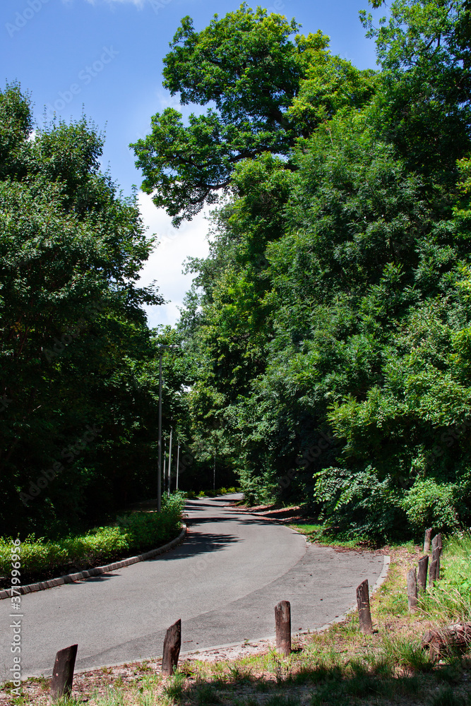 Road curve in the forest with stump fence, blue sky and white cloud. Road curve in the forest with stump fence, blue sky and white cloud.