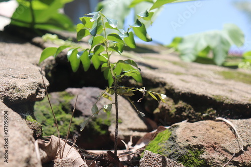 self germinated and self grown plant coming from the bricks of the old broken wall without any mud