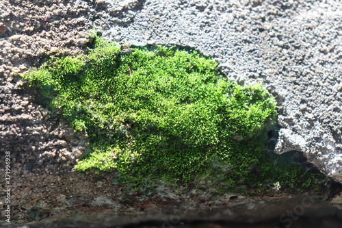 green moss on the broken wall due to moisture also called fungi