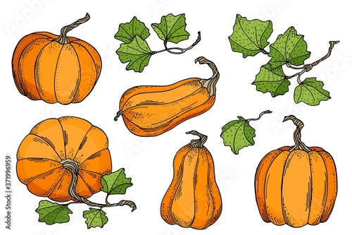 Hand drawn vector pumpkins set. Bright orange gourds with leaves isolated on white background. Stock illustration for cards, decoration, Thanksgiving day, Halloween concept, poster, print
