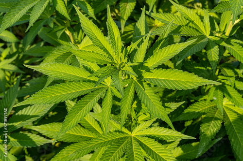 close up of marijuana leaf, marihuana plant in the sunshine © tl6781
