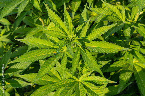 close up of marijuana leaf, marihuana plant in the sunshine