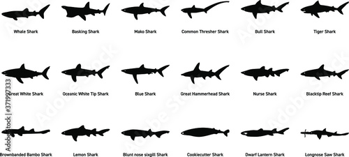 A Set of Shark Icon's/Illustrations