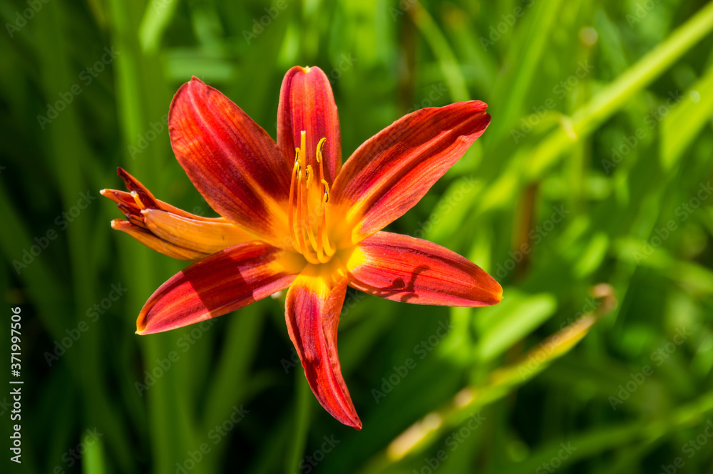 orange tiger lily flower on green background orange tiger lily flower on green background