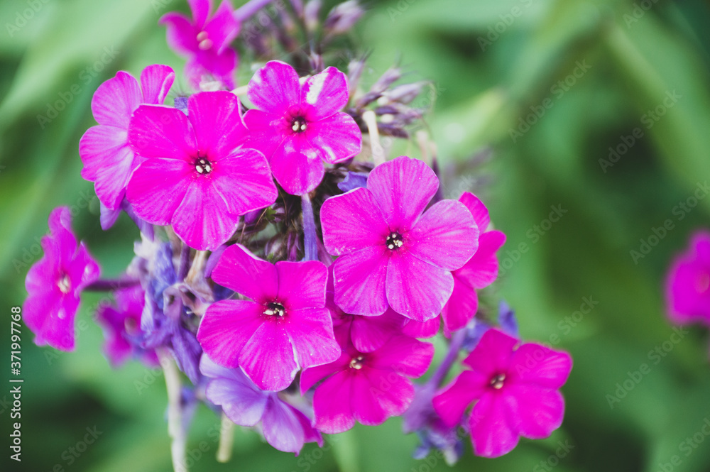 close up of a phlox pink flower