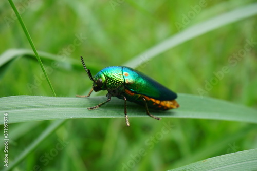 Jewel beetle on grass in Thailand.