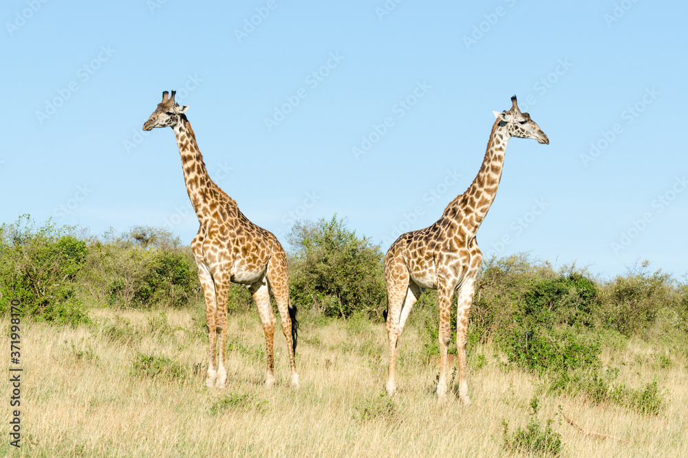 Obraz premium Two Masai giraffes (Giraffa Camelopardalis Tippelskirchii) in Maasai Mara National Reserve, Kenya