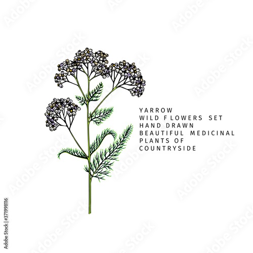 Hand drawn wild hay flowers. Yarrow milfoil. Medical herb. Colored engraved art. Botanical illustration. Good for cosmetics, medicine, treating, aromatherapy, nursing, package design field bouquet.
