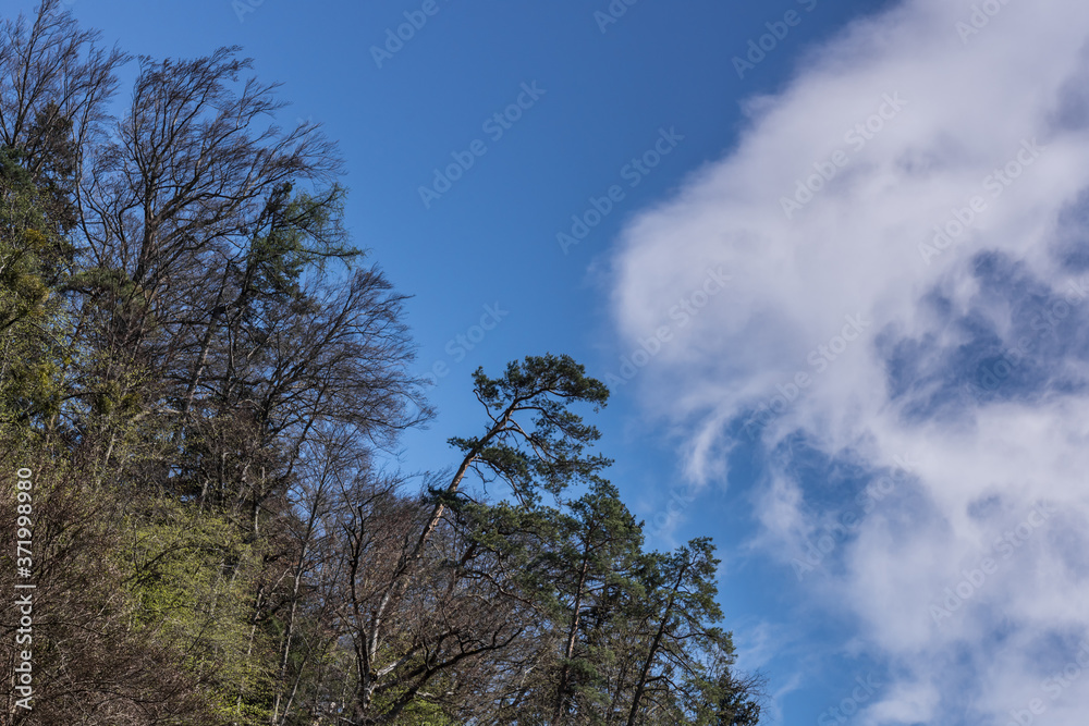 strong wind and trees with clouds