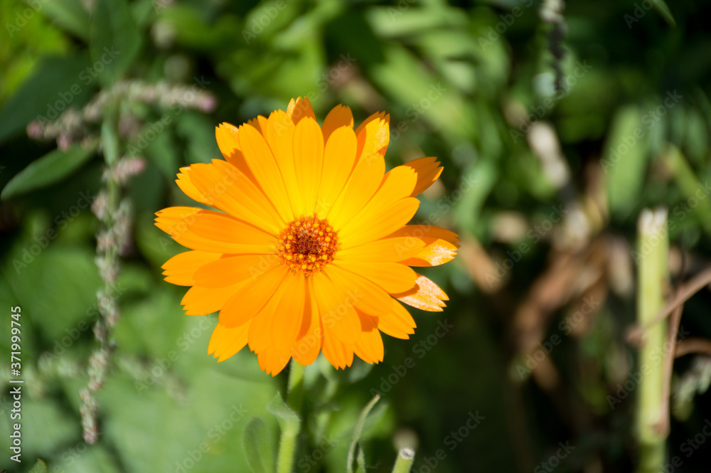 yellow calendula flowers on green background yellow calendula flowers on green background