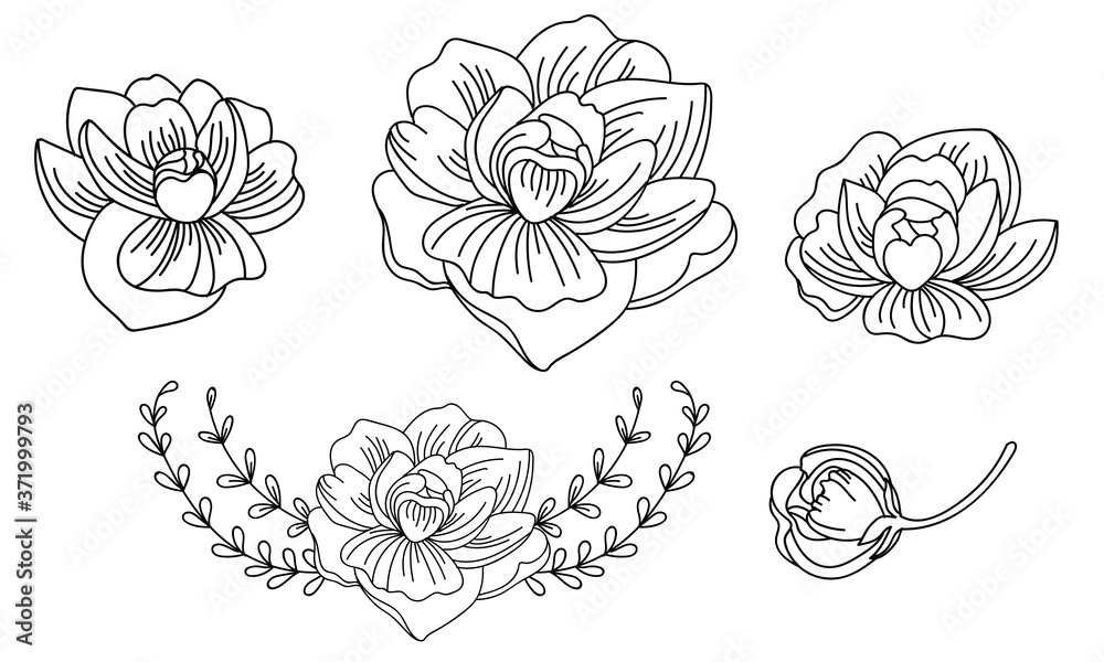 Line art vector set of peonies flowers