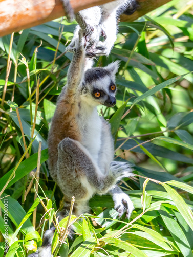 ring tailed lemur young