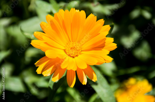 yellow calendula flowers on green background