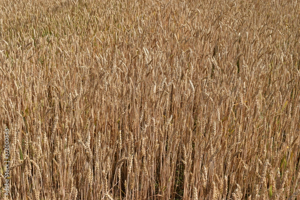 The peaceful ripen crop field in Obihiro Japan The peaceful ripen crop field in Obihiro Japan