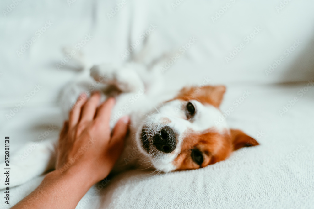 woman hand touching a cute relaxed jack russell dog lying on sofa, resting and relaxing. Pets indoors woman hand touching a cute relaxed jack russell dog lying on sofa, resting and relaxing. Pets indoors