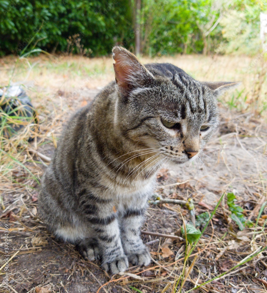 cat on the grass