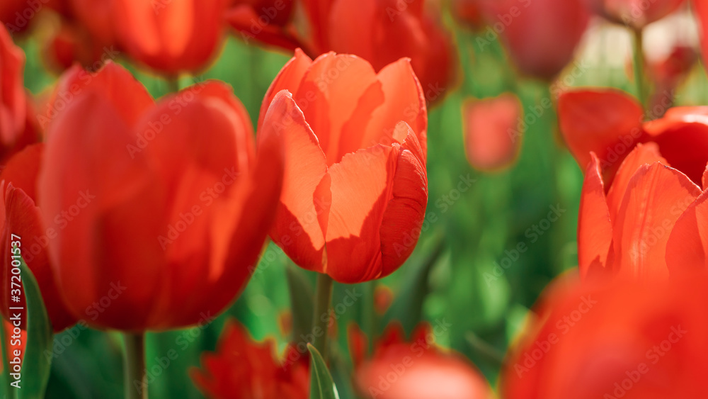 spring tulip blooms in the garden, romantic and dreamy mood, lush lava and aqua menthe colors, the concept of youth and growth spring tulip blooms in the garden, romantic and dreamy mood, lush lava and aqua menthe colors, the concept of youth and growth
