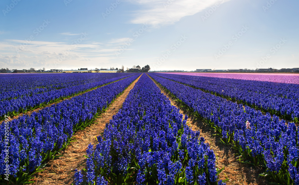 Field of Flowers, near Lisse, the Netherlands
