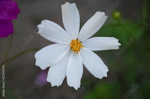 white and purple cosmic flower on green background © Alena Petrachkova