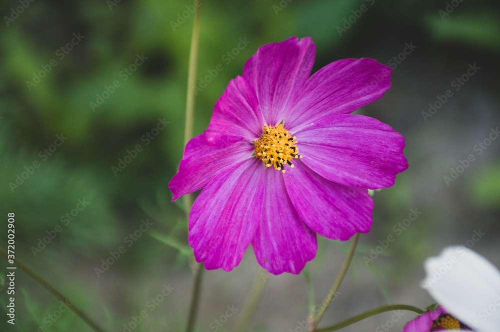 white and purple cosmic flower on green background white and purple cosmic flower on green background