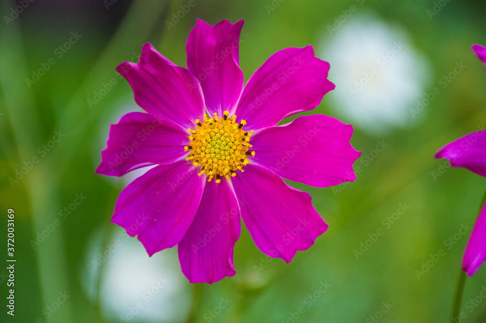 Fototapeta premium white and purple cosmic flower on green background