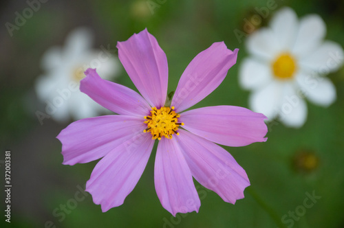 white and purple cosmic flower on green background
