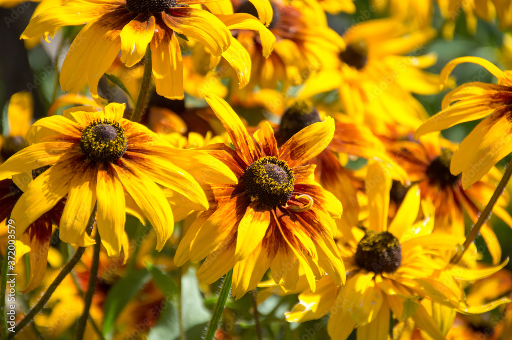 yellow rudbekia hirta flower in sunny day yellow rudbekia hirta flower in sunny day