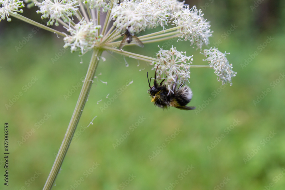 an adult bumblebee feeds on the nectar of a plant with white flowers