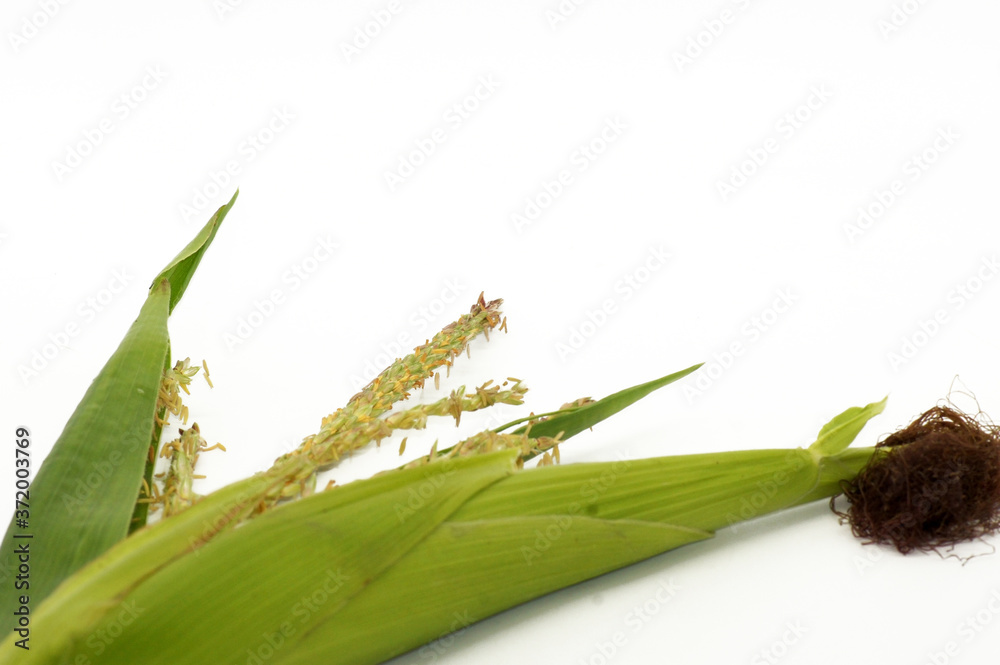Junger Mais Zea mays Pflanze auf weißem Hintergrund Junger Mais Zea mays Pflanze auf weißem Hintergrund