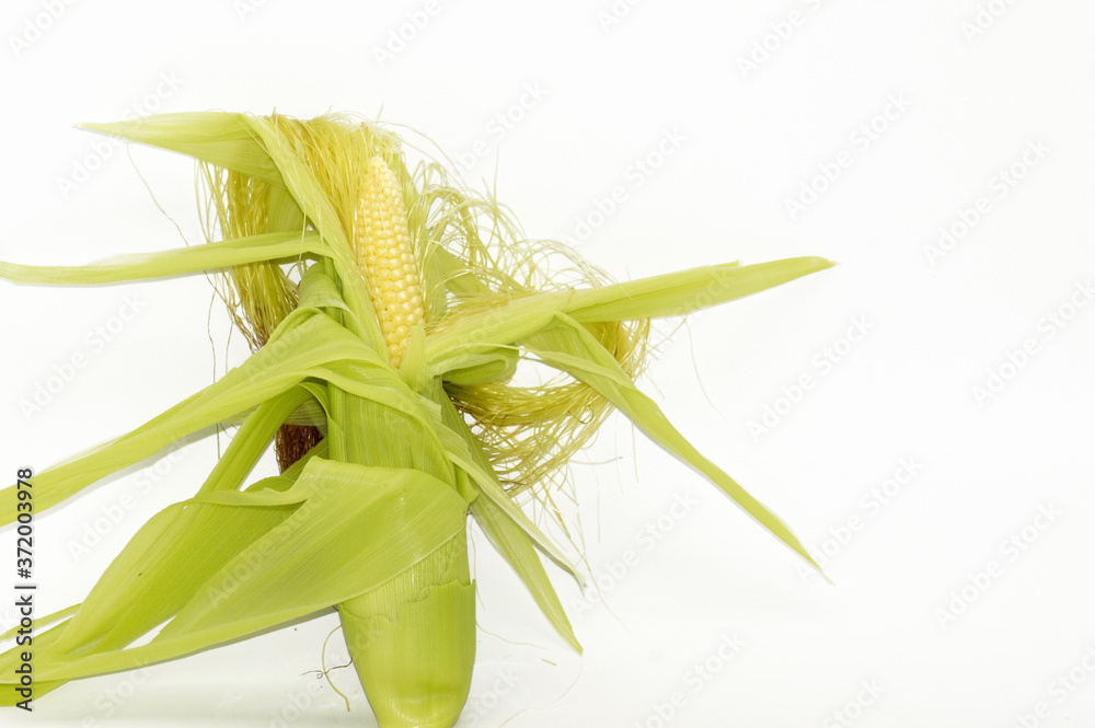 Junger Mais Zea mays Pflanze auf weißem Hintergrund Junger Mais Zea mays Pflanze auf weißem Hintergrund
