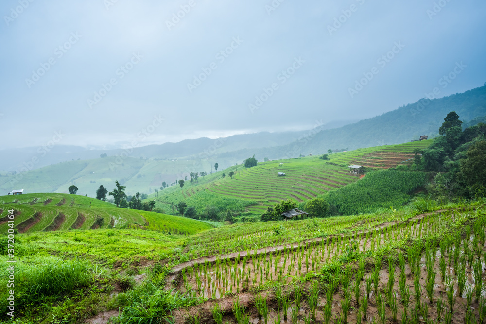 Paddy Rice Field Plantation Landscape with Mountain View Background