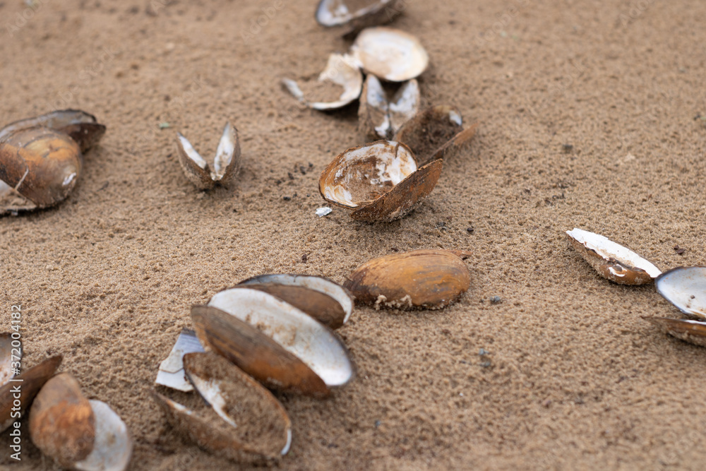 Seashells of river mussels on the beach sand. Seashells of river mussels on the beach sand.