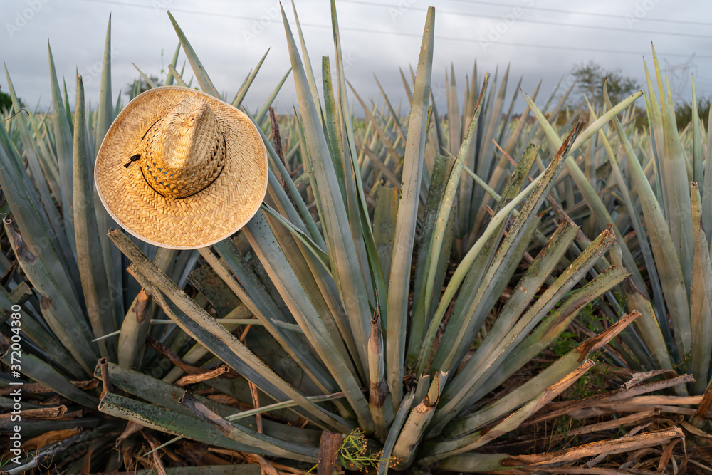 Fotka „En la penca del agave hay un sombrero de un campesino jimador.“ ze  služby Stock | Adobe Stock